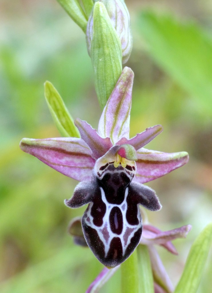 Ophrys cretica, Ophrys episcopalis  Creta aprile 2016